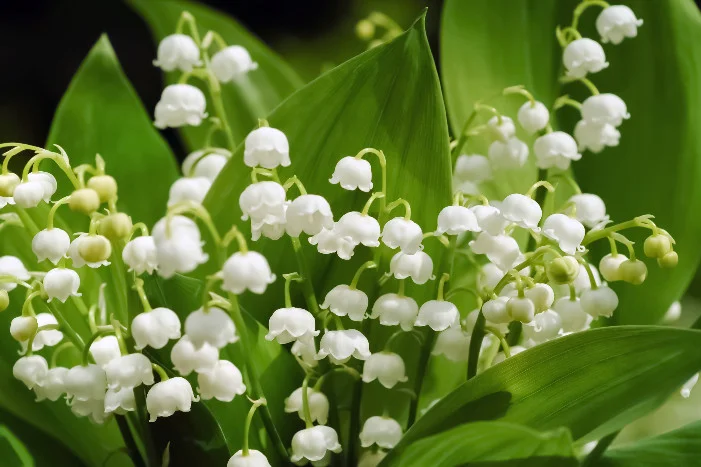 Nahaufnahme von Maiglöckchen